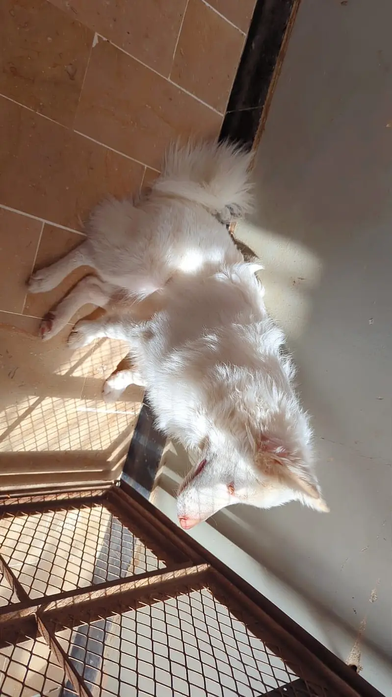 Russian toy cute play full dog for sale — photo 3