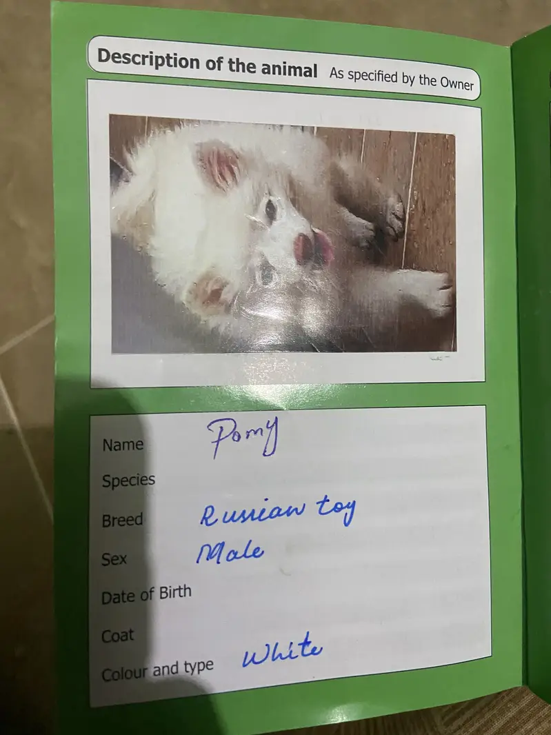 Russian toy cute play full dog for sale — photo 6