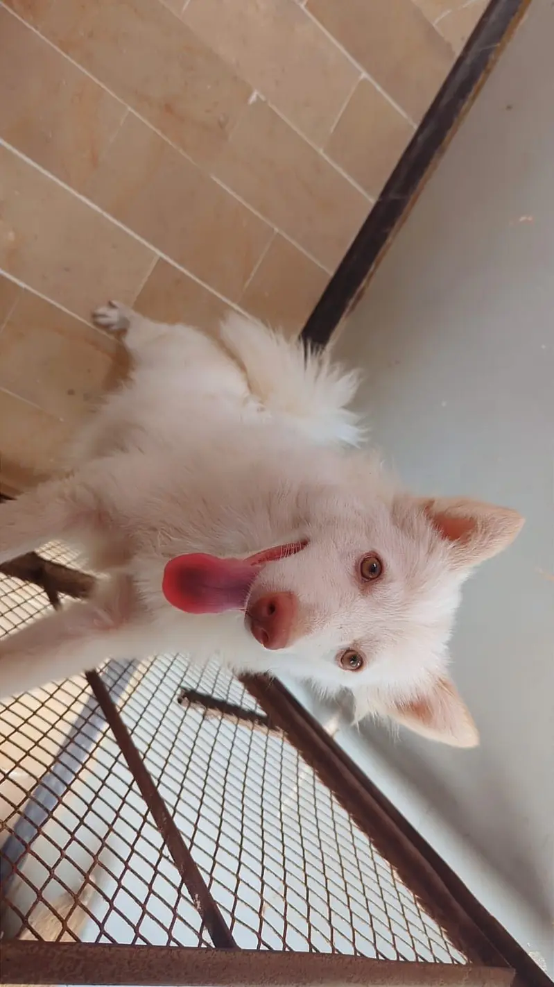 Russian toy cute play full dog for sale — photo 7