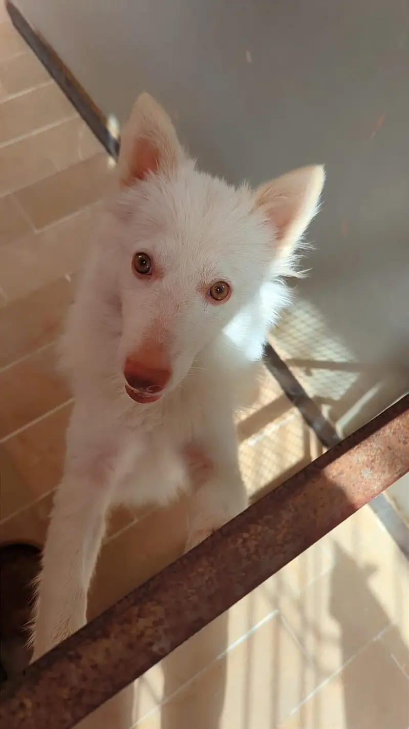 Russian toy cute play full dog for sale — photo 8