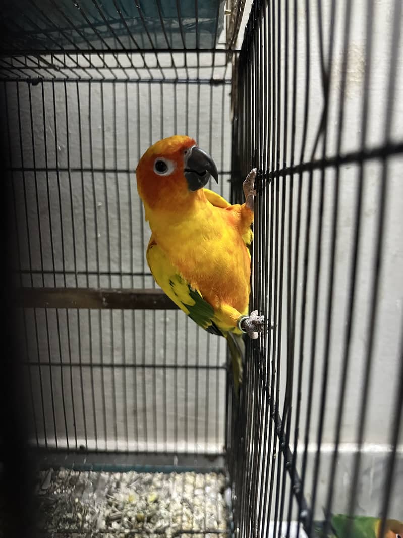 Sunconure pair 3