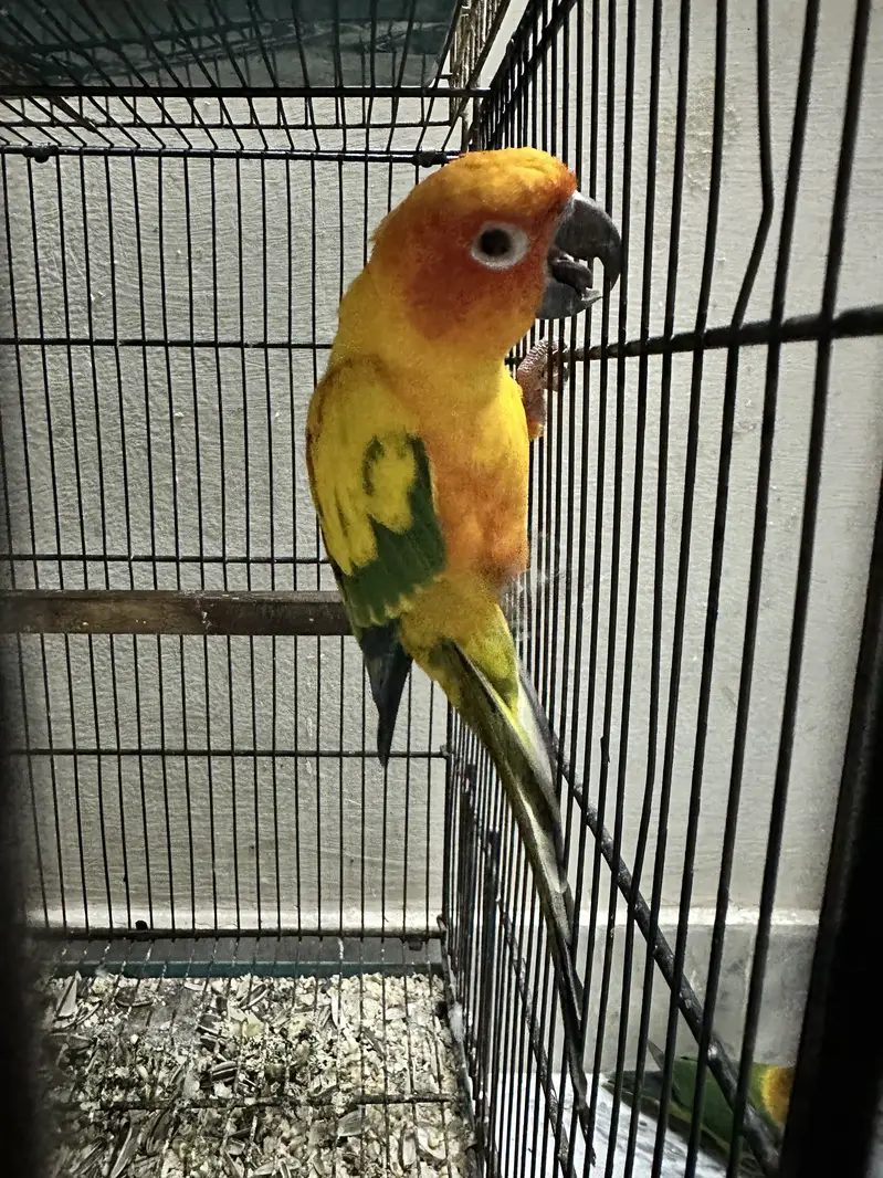 Sunconure pair — photo 2