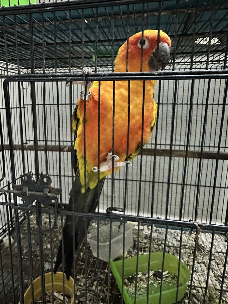 Sunconure pair 2