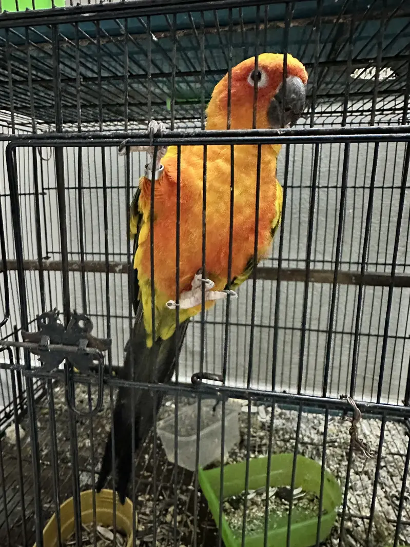 Sunconure pair — photo 3