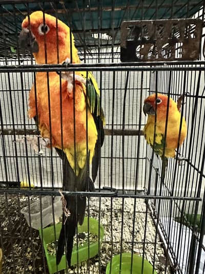 Sunconure pair