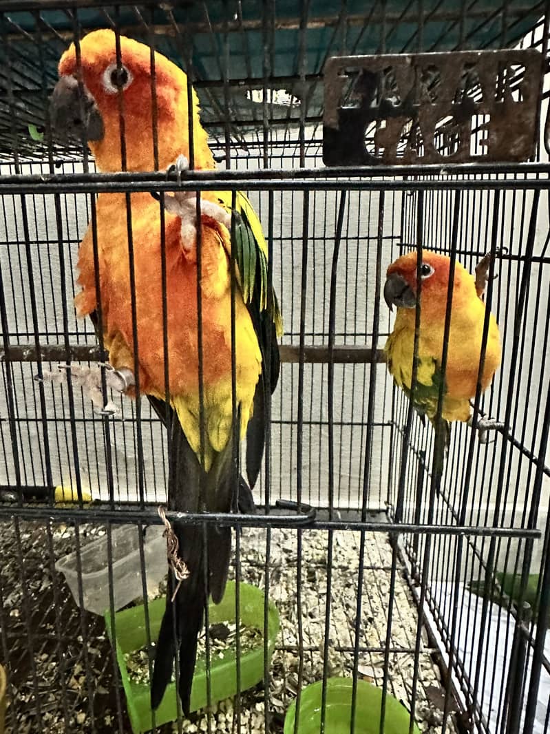Sunconure pair 0