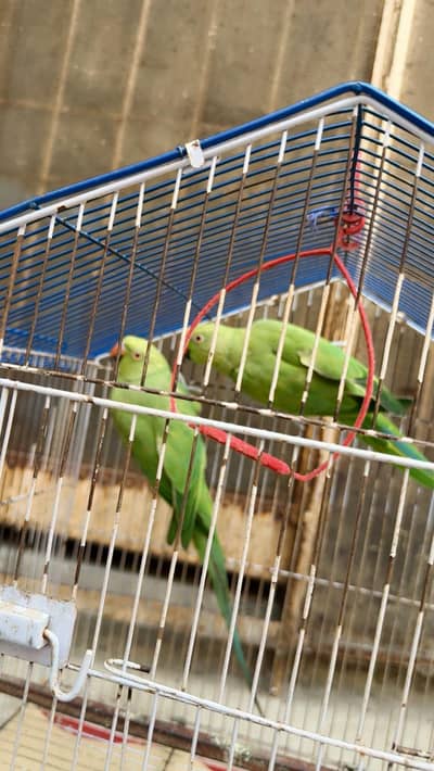 green parrots