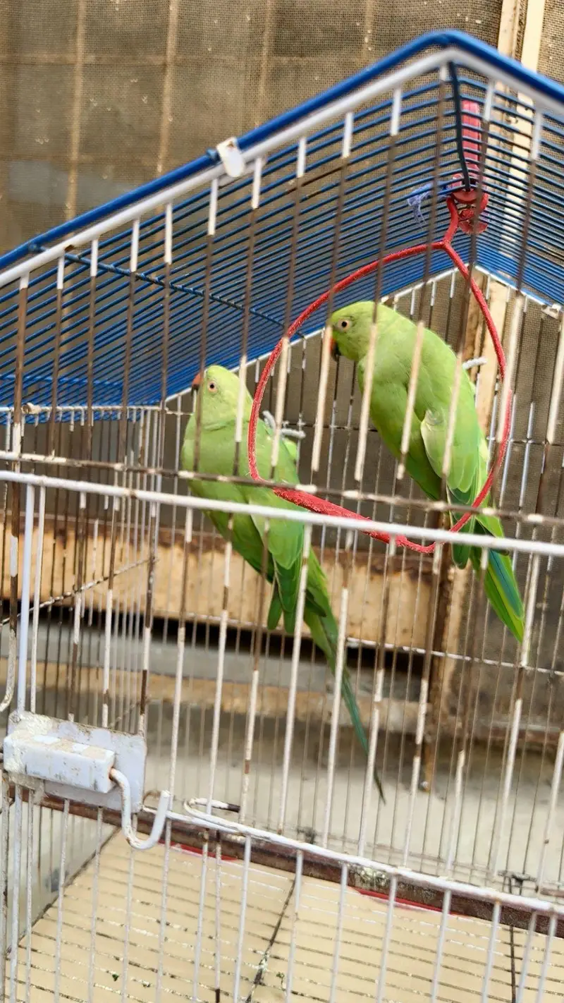 green parrots — photo 2