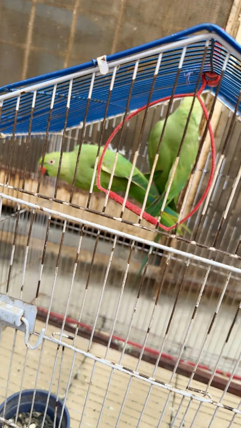 green parrots — photo 3