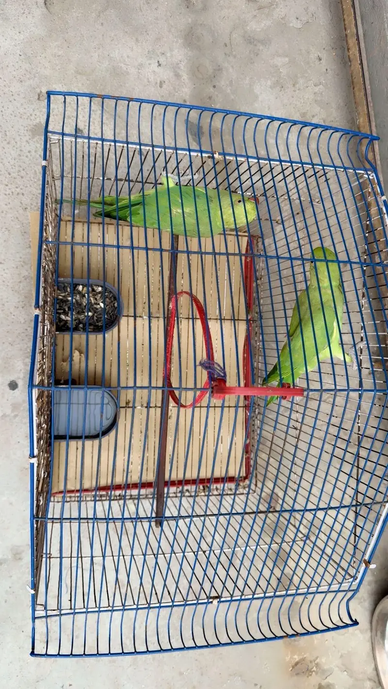 green parrots — photo 4