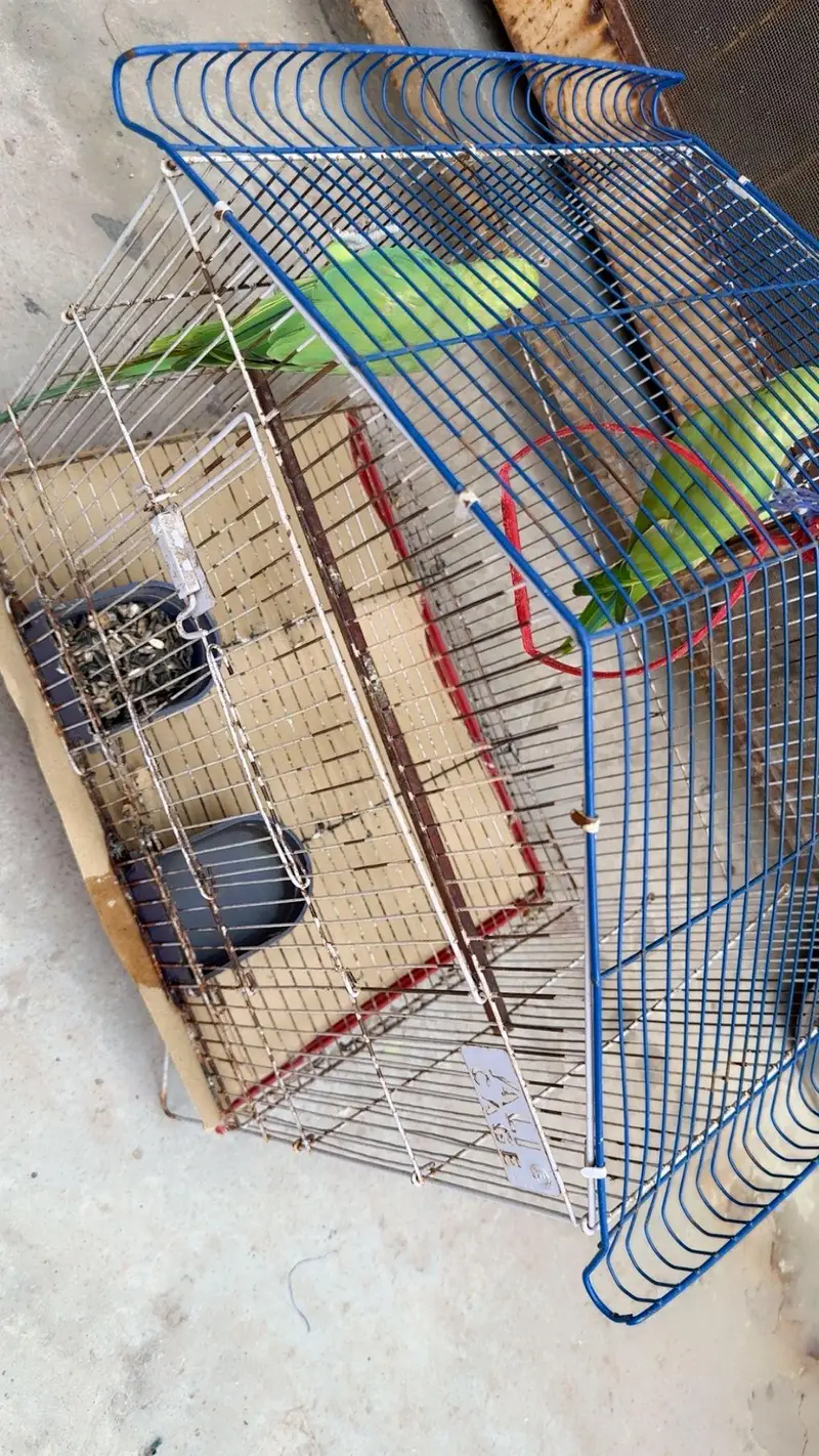 green parrots — photo 5