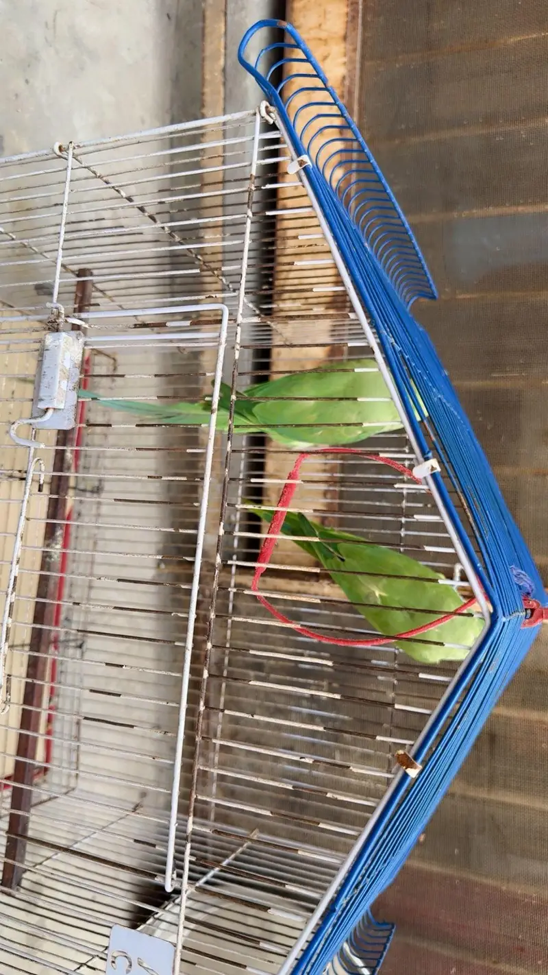 green parrots — photo 6