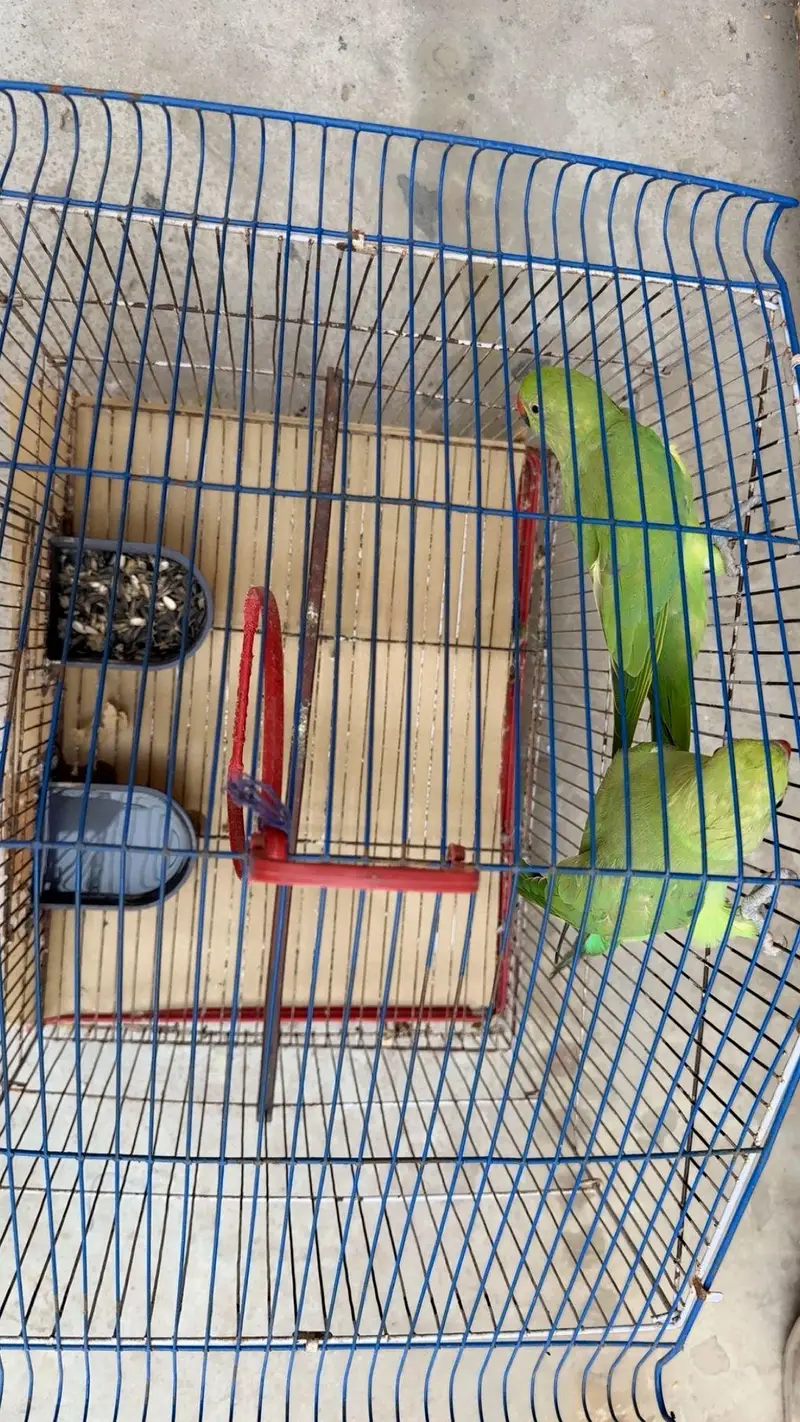 green parrots — photo 7
