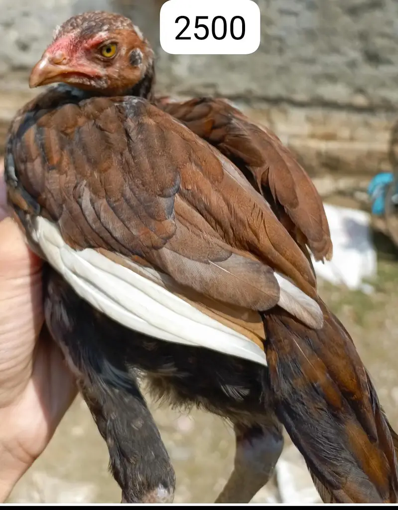 Aseel Chicks 3-4 months old — photo 2