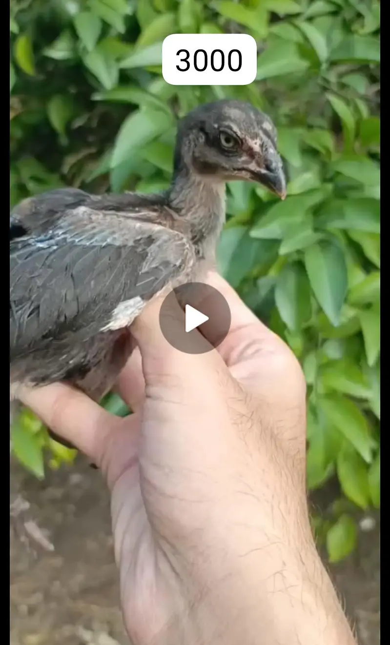 Aseel Chicks 3-4 months old — photo 3