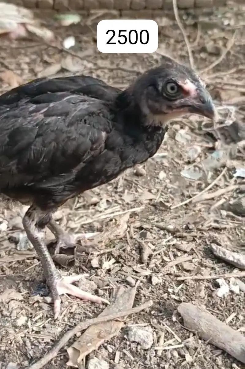 Aseel Chicks 3-4 months old — photo 4