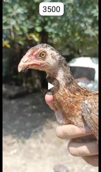Aseel Chicks 3-4 months old