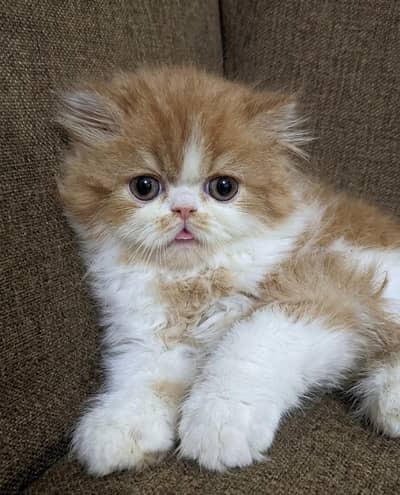 Piki Persian male for sale