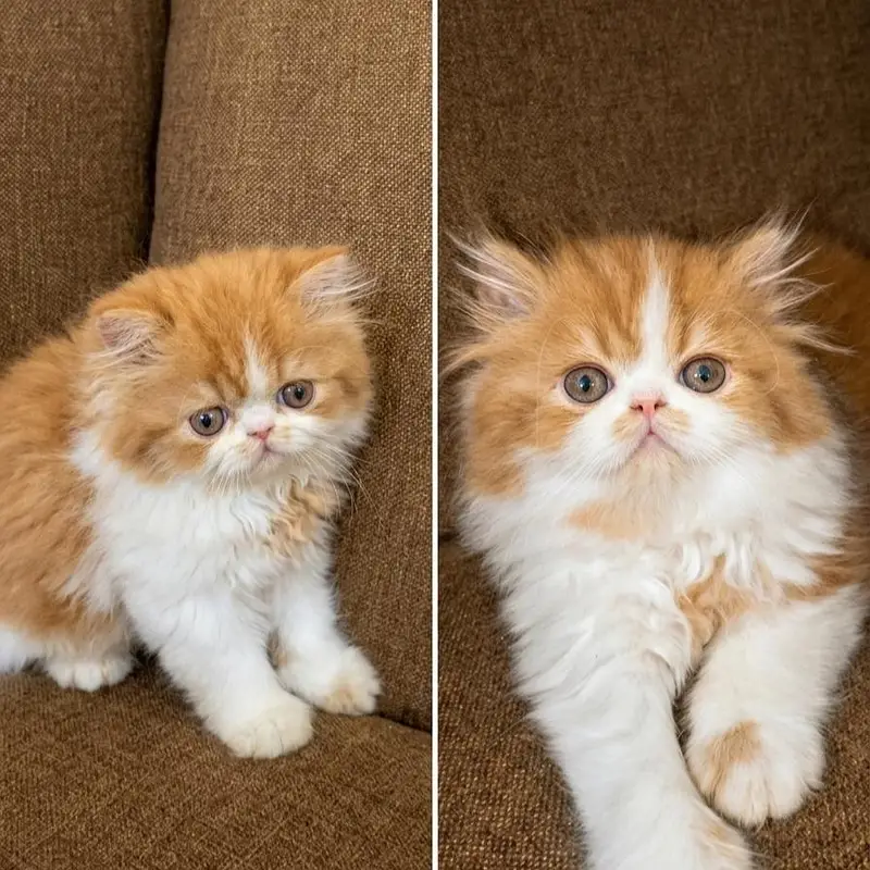 Piki Persian male for sale — photo 2