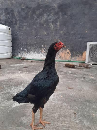 Top quality Lasani madiyan