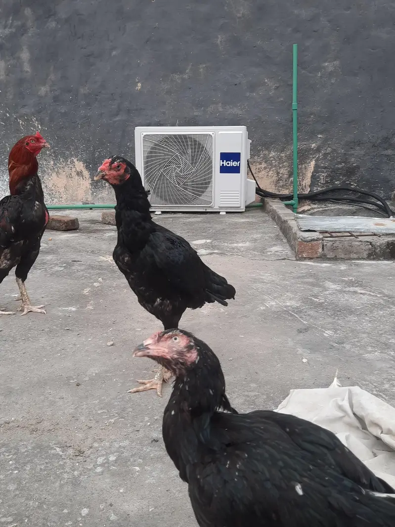 Top quality Lasani madiyan — photo 2
