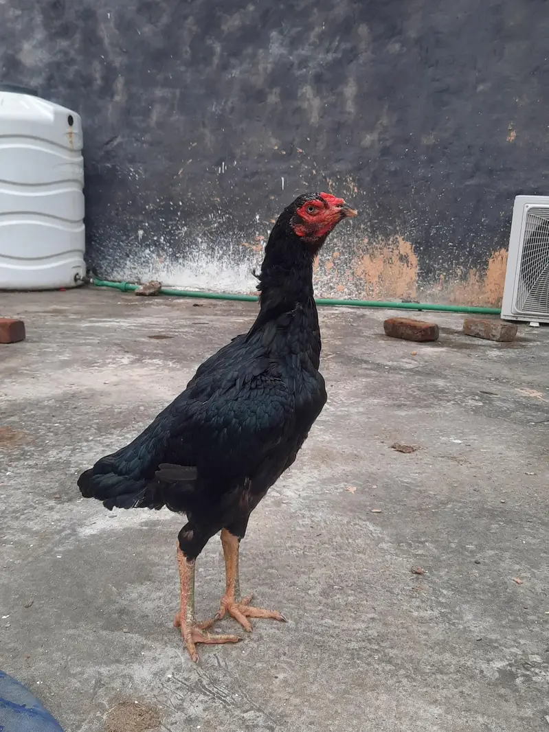 Top quality Lasani madiyan — photo 3