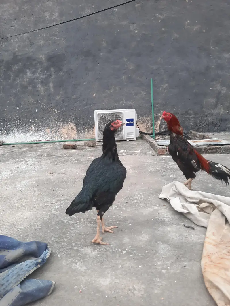 Top quality Lasani madiyan — photo 4