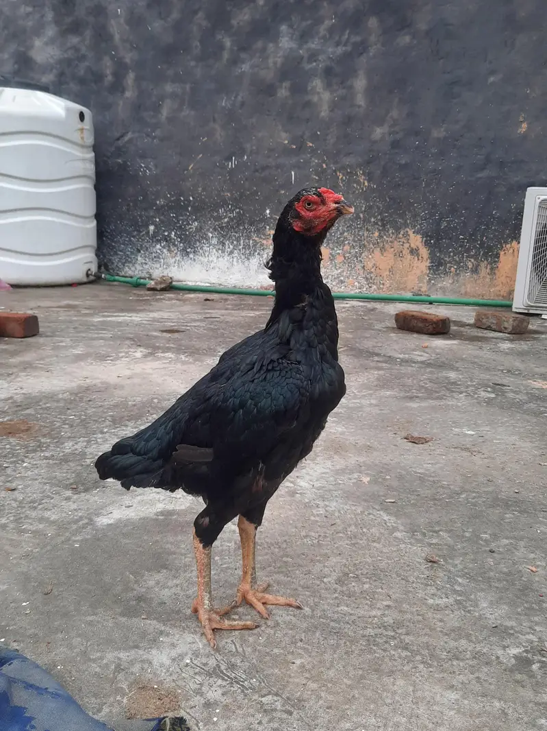 Top quality Lasani madiyan — photo 5