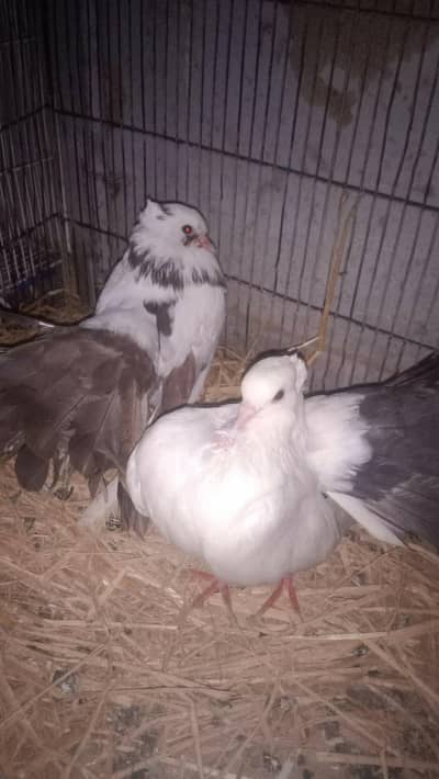 laka kabootar breader pair
