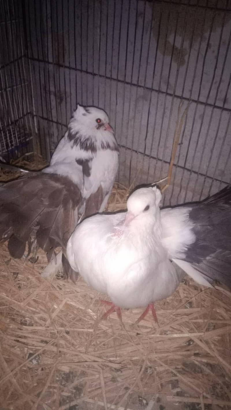 laka kabootar breader pair 0
