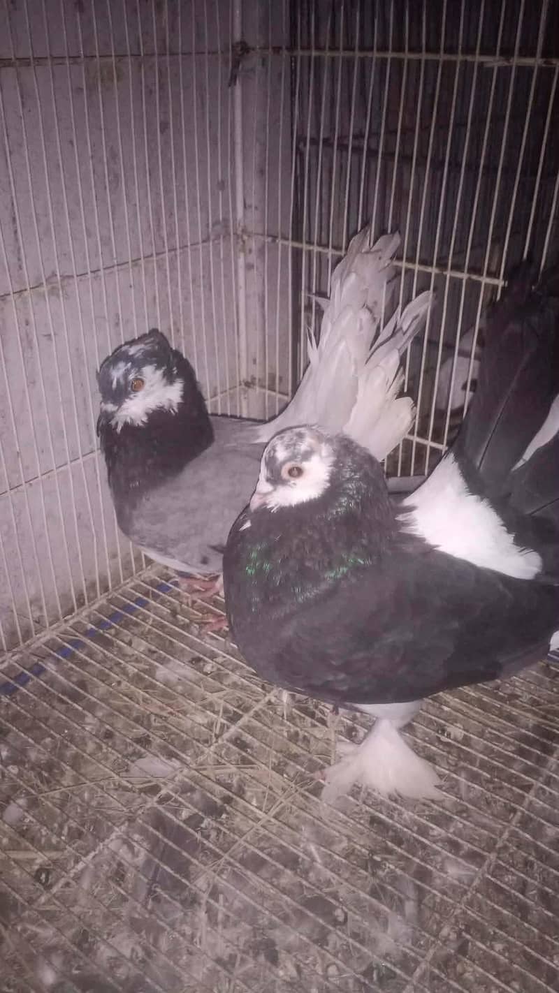laka kabootar breader pair 1