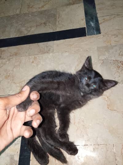 African cat