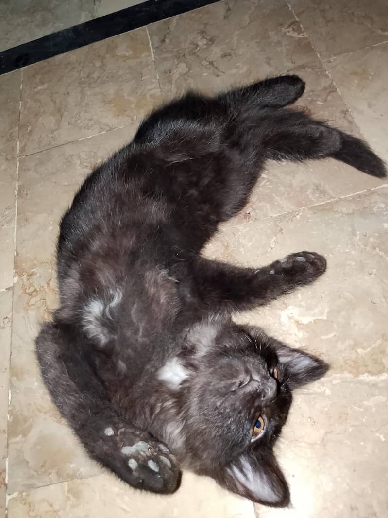 African cat 1