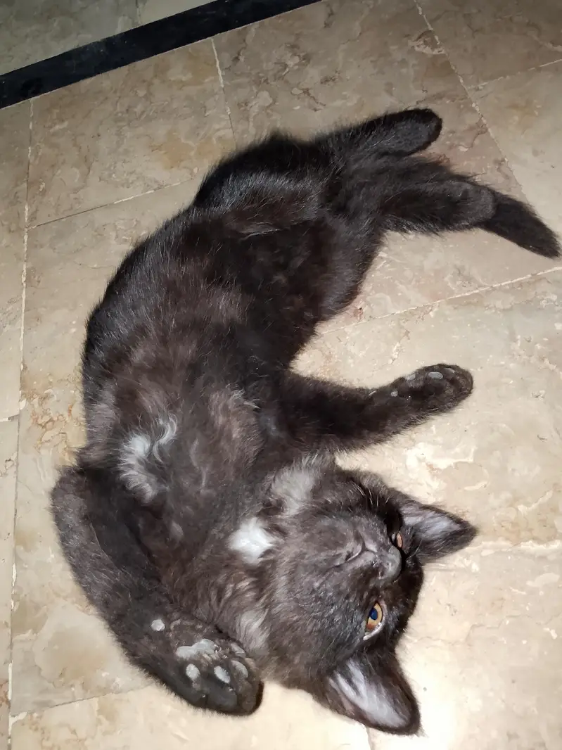African cat — photo 2