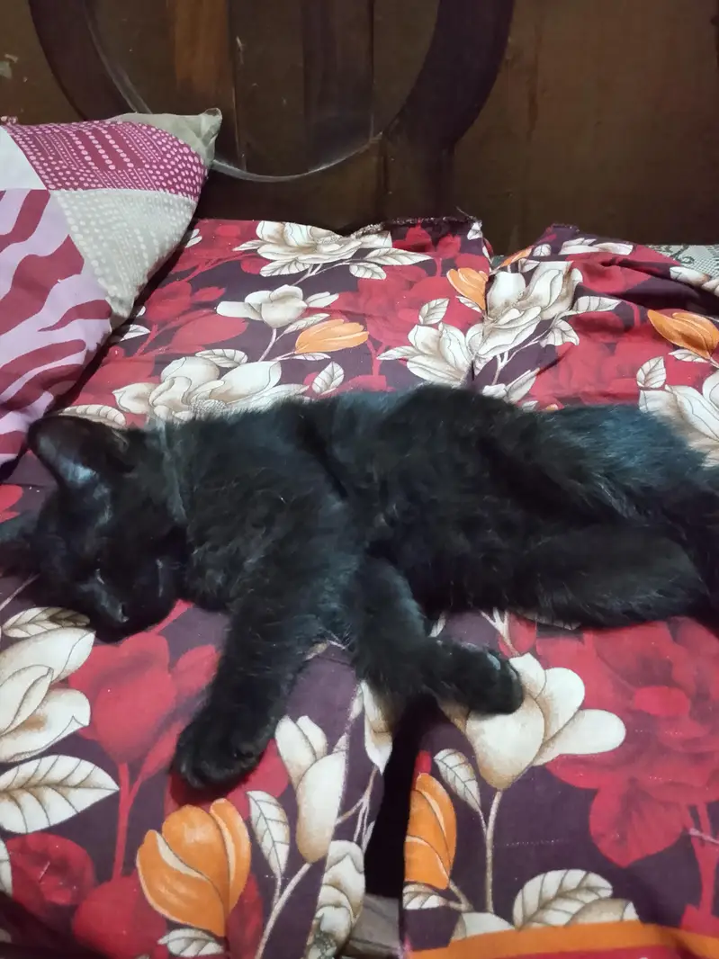 African cat — photo 3