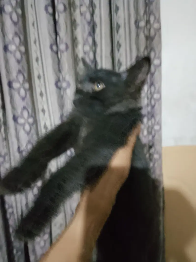African cat — photo 4