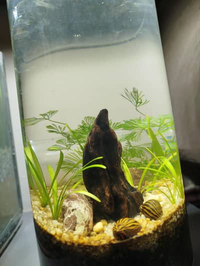 two glass tanks