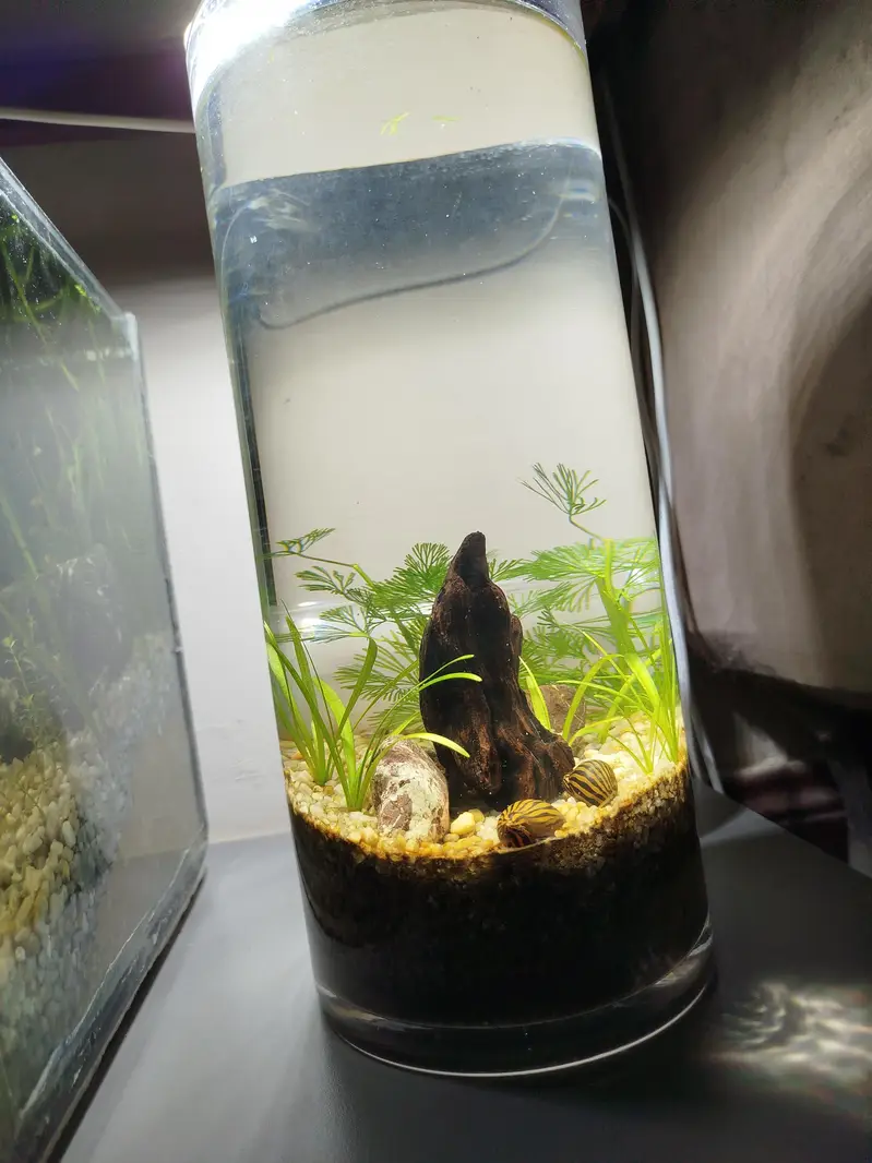 two glass tanks — photo 3