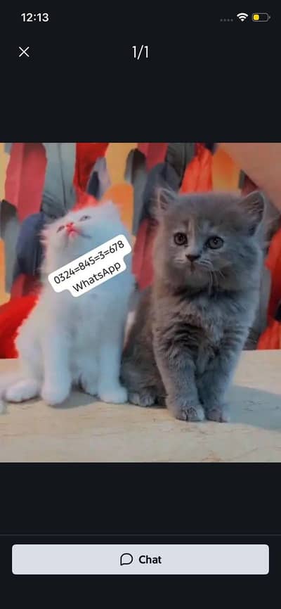 Persian cat for sale male  femal my   0324845367**eight **hai WhatsApp
