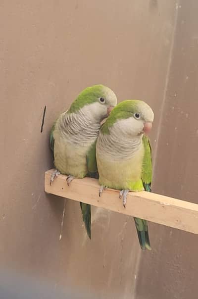 monk parrot