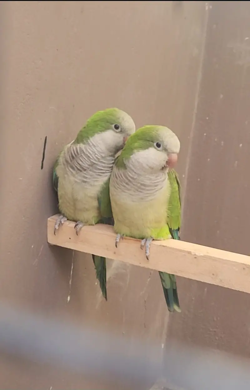 monk parrot — photo 2