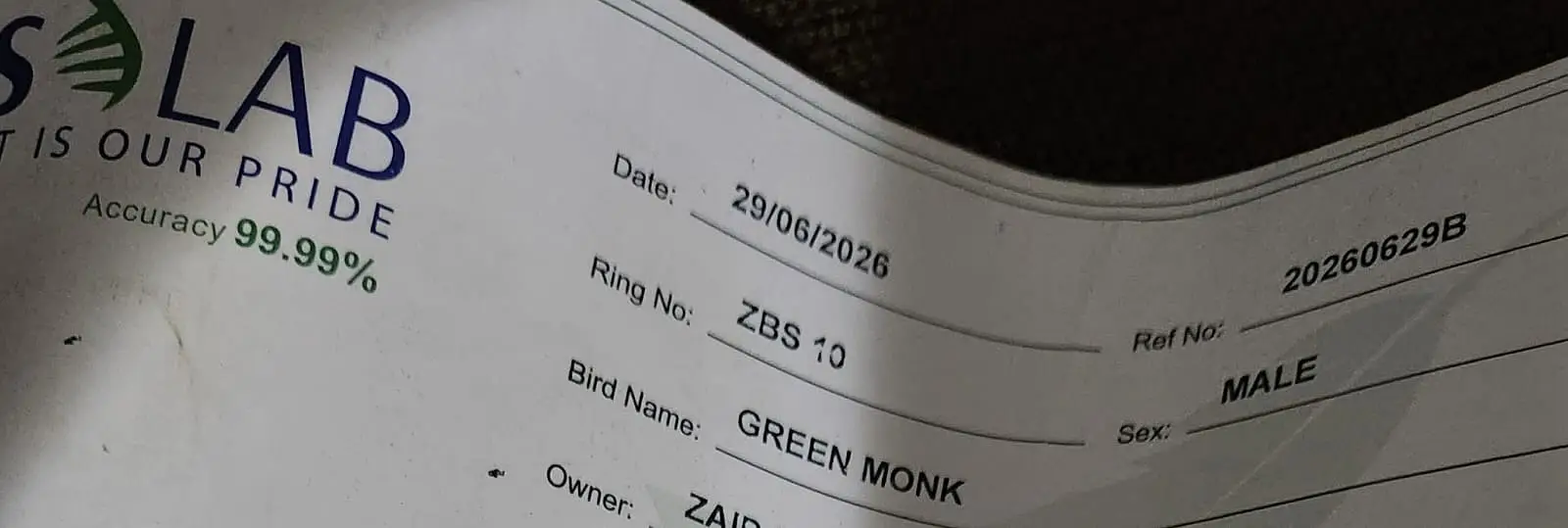 monk parrot — photo 3