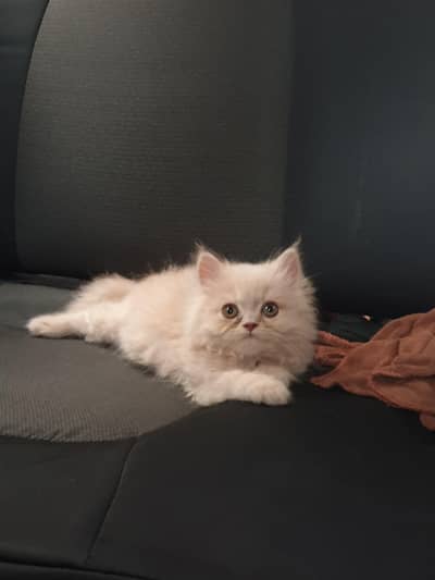 Persian kitten for sale