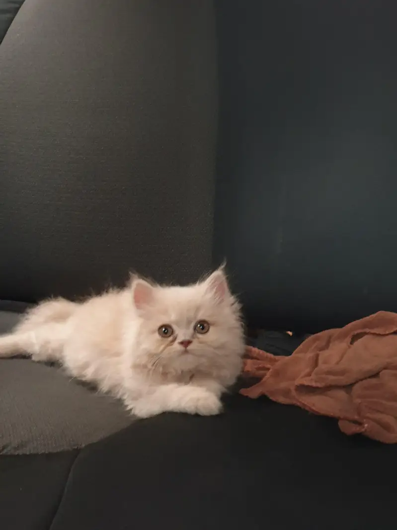 Persian kitten for sale — photo 2