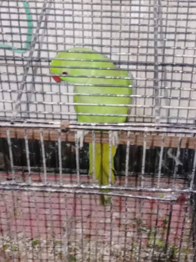 ring neck parrot top class quality jumbo size me