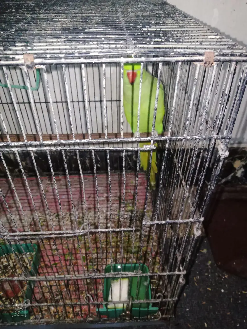 ring neck parrot top class quality jumbo size me — photo 2