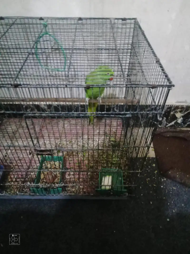 ring neck parrot top class quality jumbo size me — photo 3