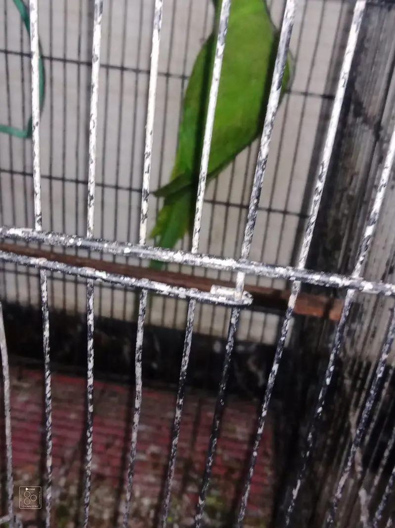 ring neck parrot top class quality jumbo size me — photo 4