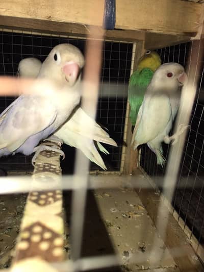 parblue & albino red eye and black eye