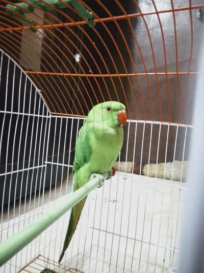 Green parrots female